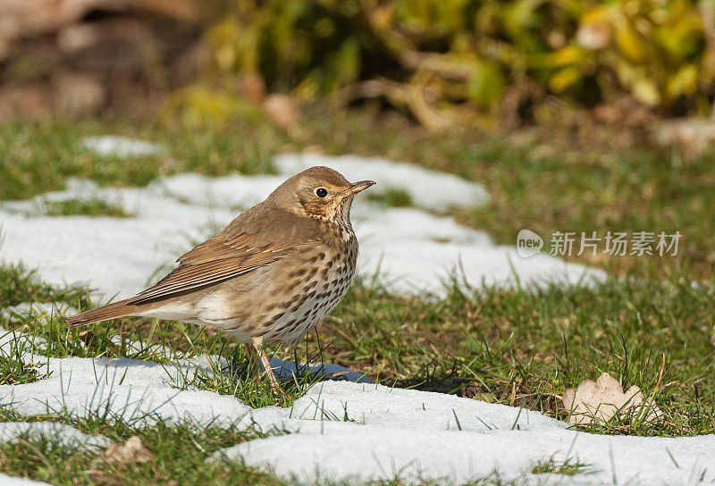 冬天的画眉(Turdus philomelos